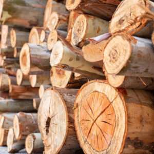 Eucalyptus Wood