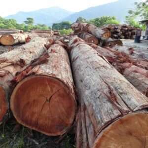 Merenti Wood
