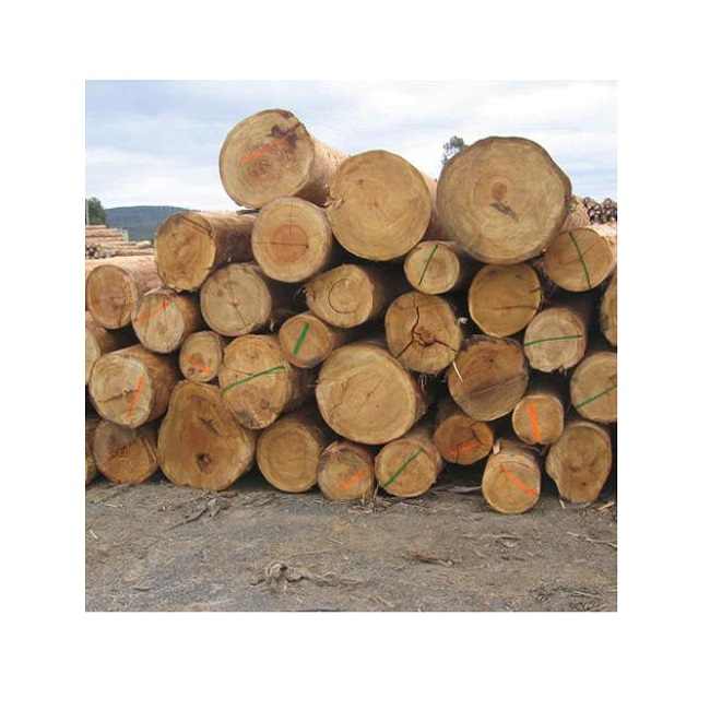 Premium Eucalyptus Wood Lumber/Eucalyptus Timber - Image 3