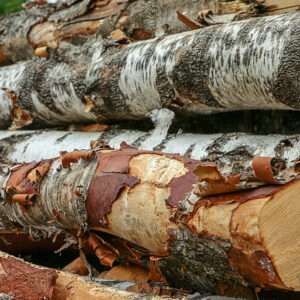 Birch Wood