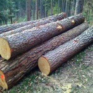 Pine Wood